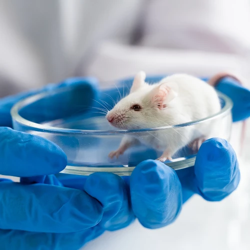 Testy na zwierzętach - mysz doświadczalna